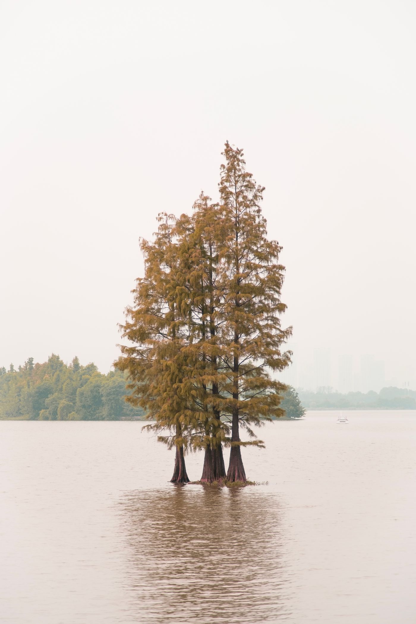 A stand of bald cypress trees in a still, misty lake